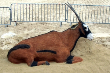 Antilope sur la plage d&#039;Arcachon